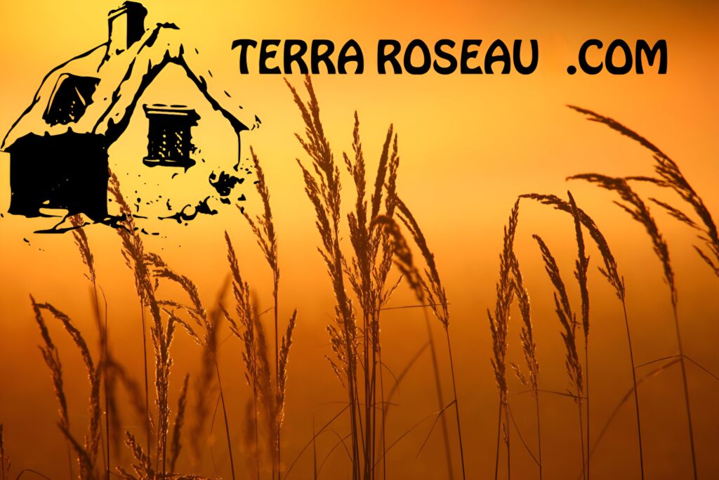 Roseaux au soleil couchant avec illustration de maison et nom Terra Roseau